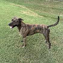 Thumbnail photo of Finn #3