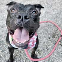 adopt-pet