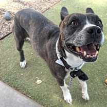 adopt-pet