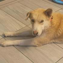 adopt-pet