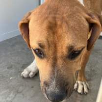 adopt-pet