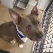 adopt-pet
