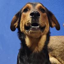 Thumbnail photo of Castle #1