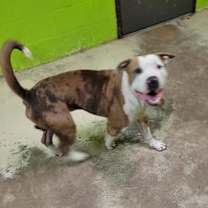 Thumbnail photo of Miles #2