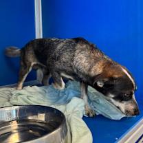 Thumbnail photo of Arlo #4