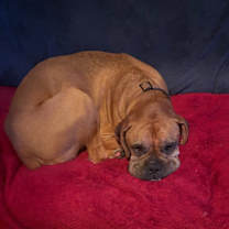 Thumbnail photo of Marley #1