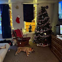 Thumbnail photo of Marley #2