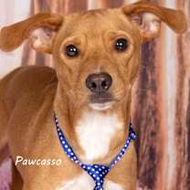 adopt-pet