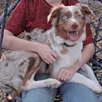 Thumbnail photo of Copper #4