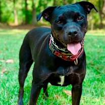 Thumbnail photo of Olive #1