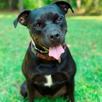 Thumbnail photo of Olive #3