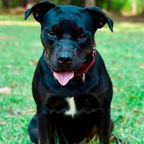 Thumbnail photo of Olive #4