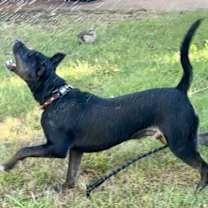 Thumbnail photo of Maurice #3