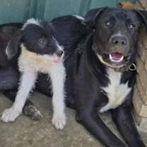 Thumbnail photo of Jett #3