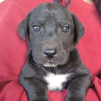 adopt-pet