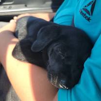 adopt-pet