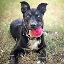 Thumbnail photo of Maurice #1