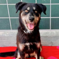 Thumbnail photo of Jolene #2