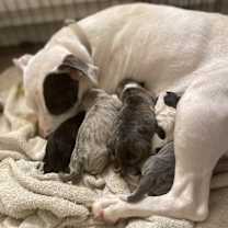 Thumbnail photo of Daphne #3