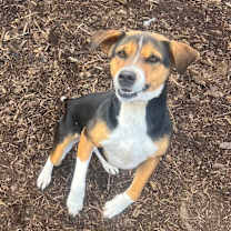 Thumbnail photo of Belle #1