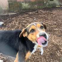 Thumbnail photo of Belle #2