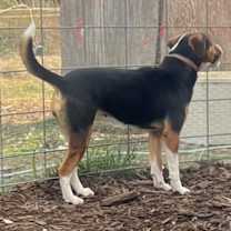 Thumbnail photo of Belle #3