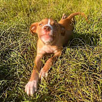 Thumbnail photo of Woodstock #1