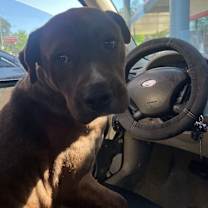 Thumbnail photo of Brutus #1