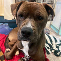 Thumbnail photo of Brutus #2