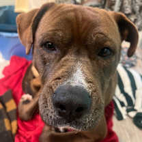 Thumbnail photo of Brutus #4