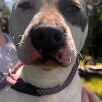 Thumbnail photo of Daphne #1