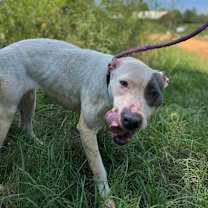 Thumbnail photo of Daphne #2