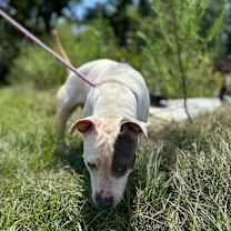 Thumbnail photo of Daphne #4