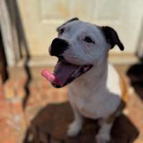 Thumbnail photo of Millie #1