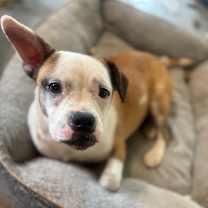 Thumbnail photo of Millie #3