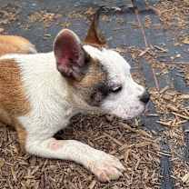 Thumbnail photo of Millie #4