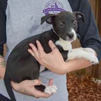 Thumbnail photo of Tala #2