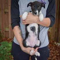 Thumbnail photo of Tala #4