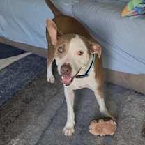 Thumbnail photo of Belle #3