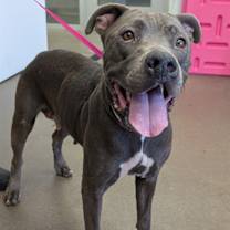 adopt-pet
