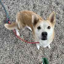 adopt-pet