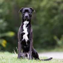 adopt-pet