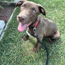 Thumbnail photo of Emerson #1