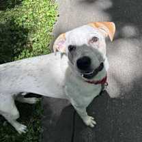 Thumbnail photo of Otis #2