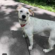 Thumbnail photo of Otis #3