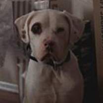adopt-pet