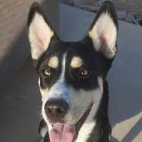 adopt-pet