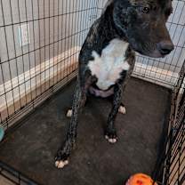 Thumbnail photo of Trooper #2