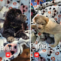 Thumbnail photo of Kestrel & the Skyborne Pups #2