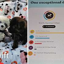 Thumbnail photo of Kestrel & the Skyborne Pups #3